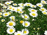 spring_flower_001s